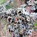 Lichen on Tree Trunk