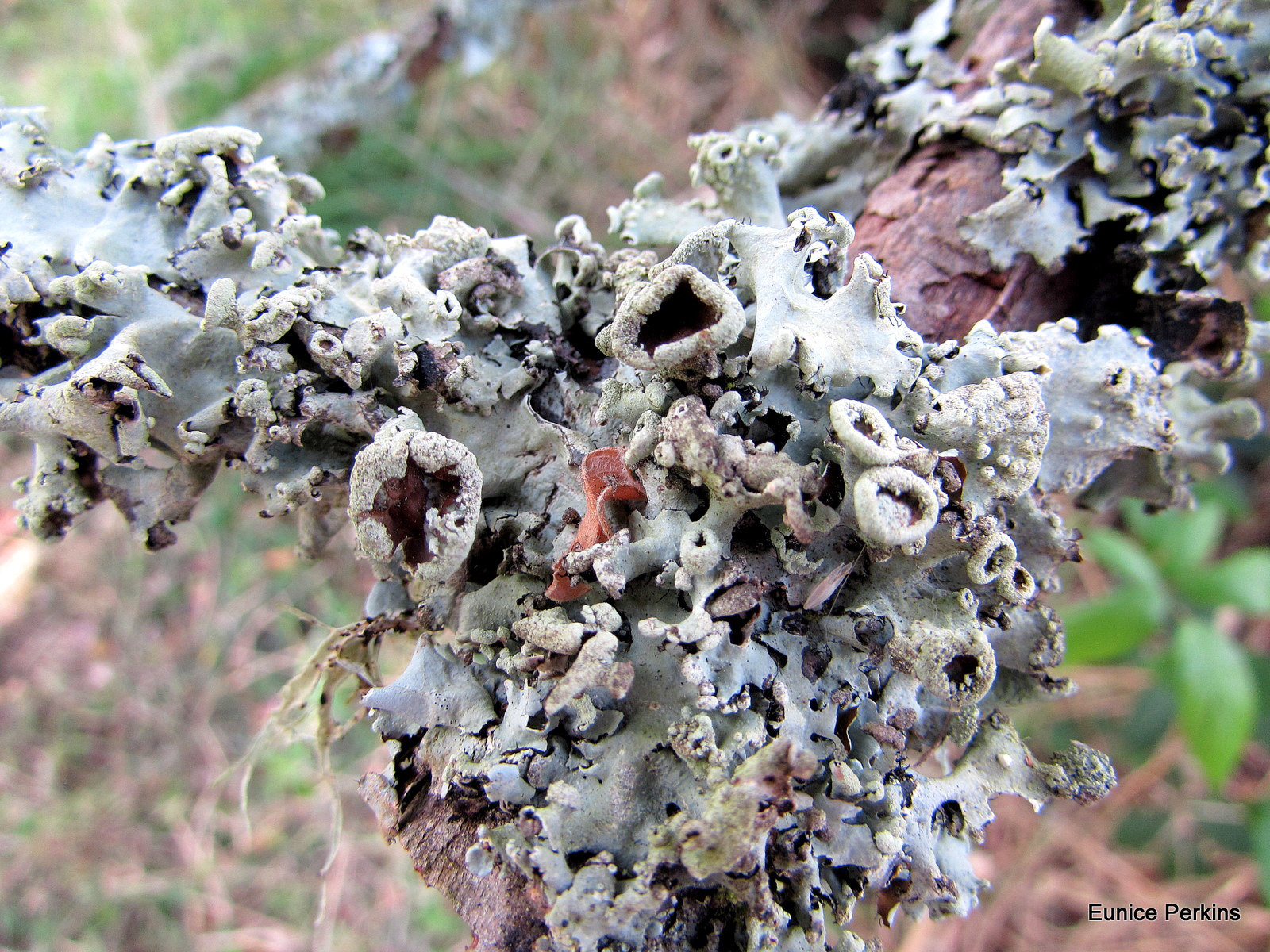 Lichen on Tree Trunk