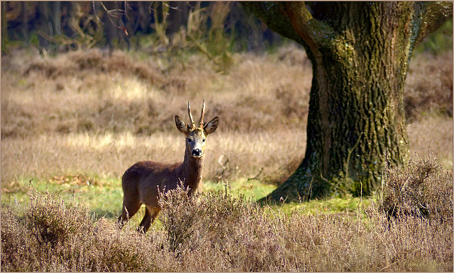 Roebuck was still Looking at Me...