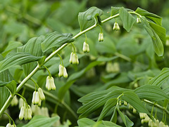 Soloman's Seal (Polygonatum)