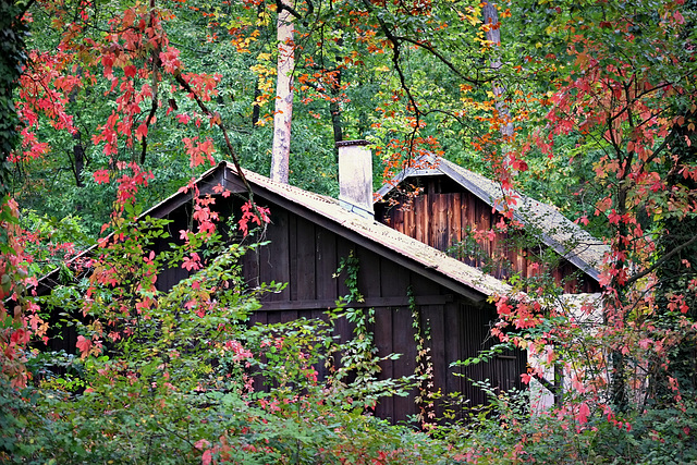 Herbstwald