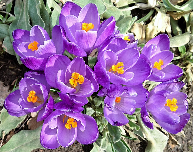 Krokusse ohne Biene Krokusse ohne Biene