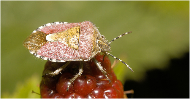 IMG 9749 Shieldbug