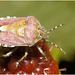 IMG 9749 Shieldbug