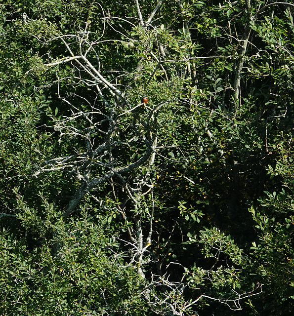 Kingfisher, a long way away