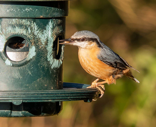 Nuthatch