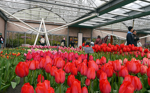 Blumen im Keukenhof