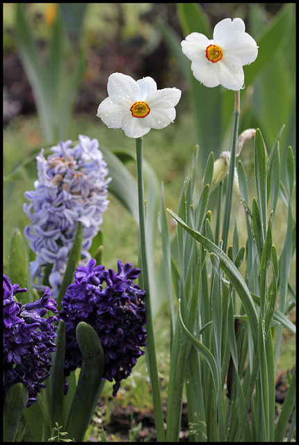 Narcissus poeticus (2)