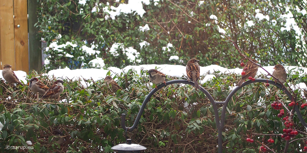 Sparrows waiting to be fed