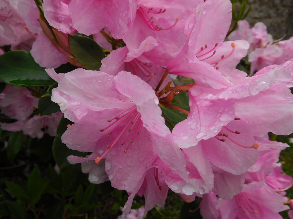 perles de pluie