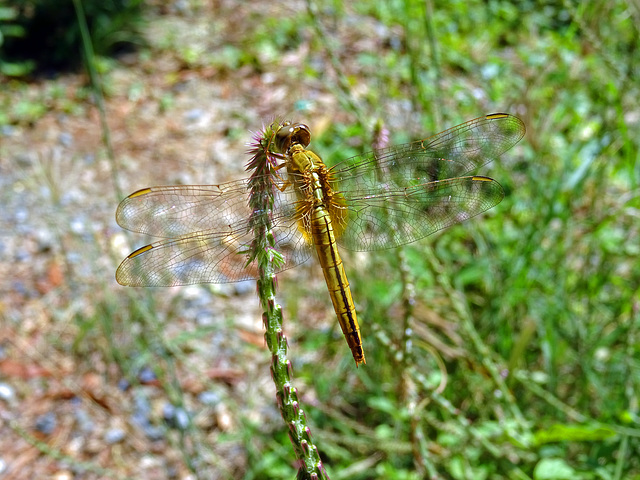 Dragonfly ,Phnom Penh_Cambodia