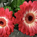 Gerbera