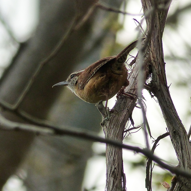 Day 3, Carolina Wren, DeLaurier Homestead trail