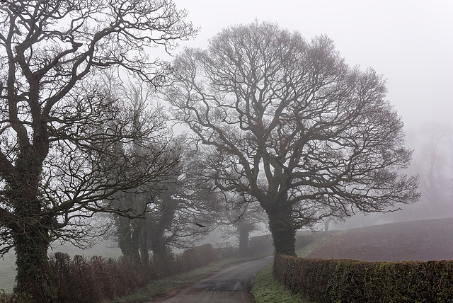 Country lane