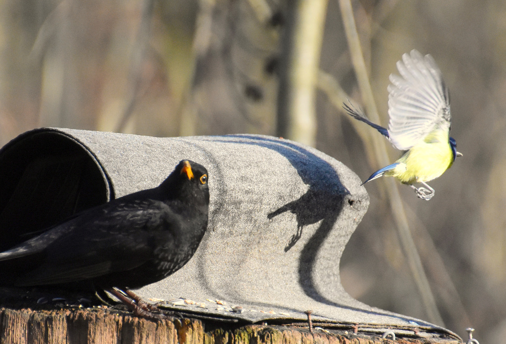 Flugshow - Amsel und Blaumeise