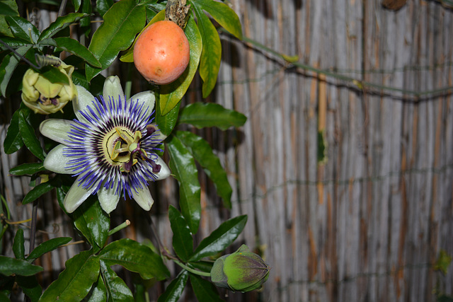 Passieflora met vrucht...