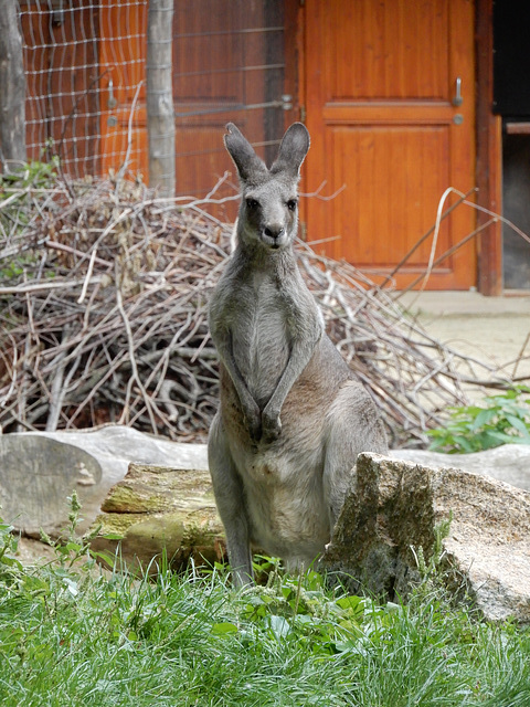 Zoo Görlitz 26