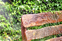 The drizzle droplets on the web