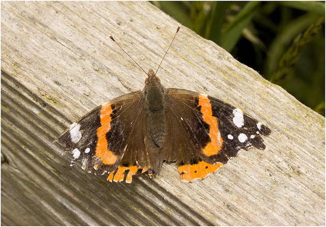 IMG 9715 Red Admiral