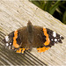 IMG 9715 Red Admiral
