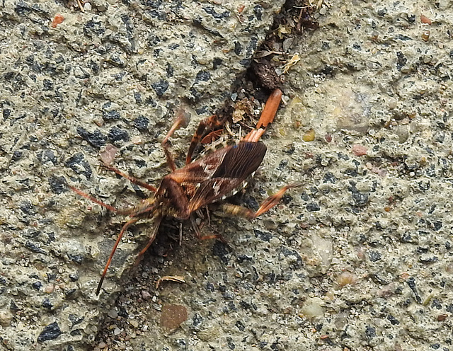 20221029 1962CPw [D~LIP] Amerikanische Kiefernwanze (Leptoglossus occidentalis) [-Zapfenwanze], Bad Salzuflen