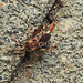 20221029 1962CPw [D~LIP] Amerikanische Kiefernwanze (Leptoglossus occidentalis) [-Zapfenwanze], Bad Salzuflen