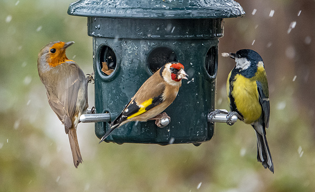 Robin, goldfinch and great tit