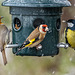 Robin, goldfinch and great tit