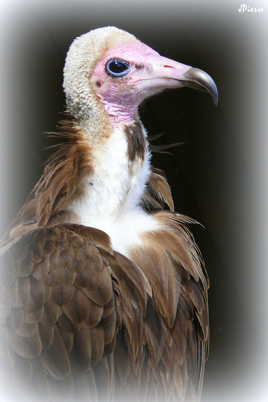 Vautour