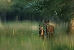 biche et faon  (Seine & Marne).