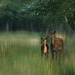 biche et faon  (Seine & Marne).