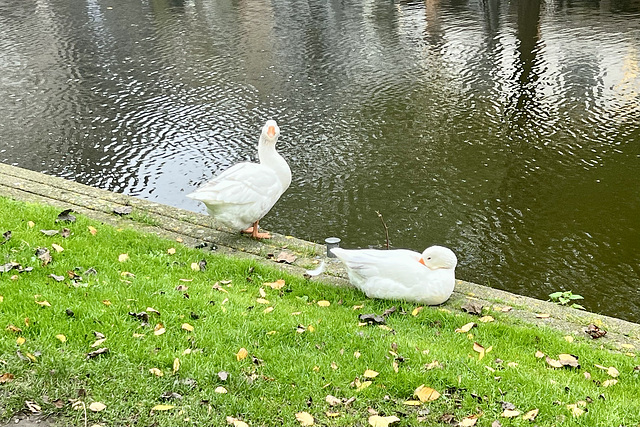 Geese