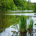 L'Étang du Pont d'Oye et le long de la Rulles