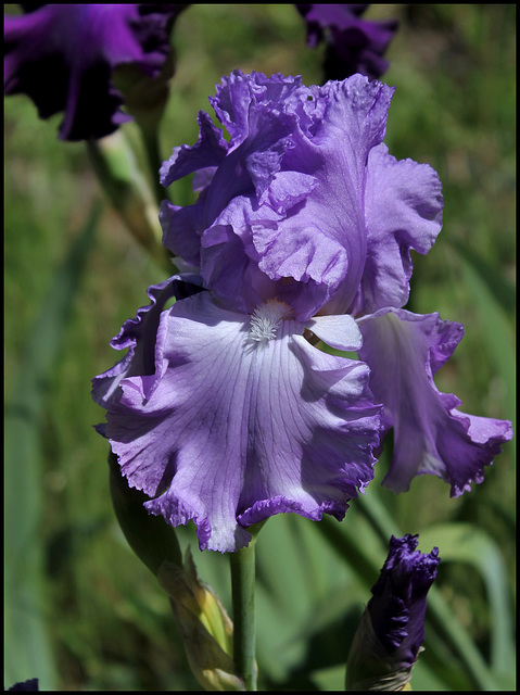 Iris Orchidarium (2)