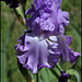 Iris Orchidarium (2)