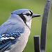 Blue Jays