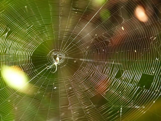 Spider web, Little Tobago, Day 3