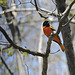 Baltimore Orioles