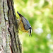 Red-breasted Nuthatch (Rotbrust Kleiber)