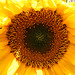 Sunflower in our garden