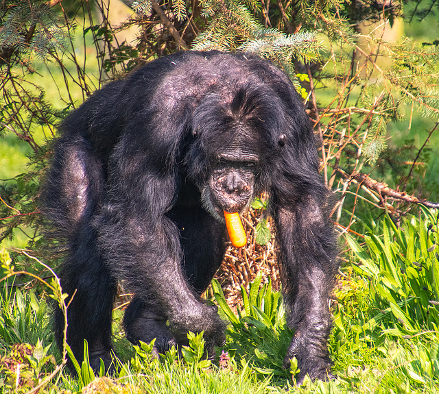 Chimp