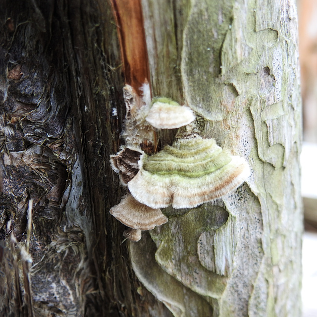 Day 2, fungi on fence around The Big Tree