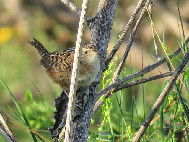 Day 4, Sedge Wren, Aransas Park