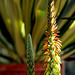 Aloe Flower  2 046