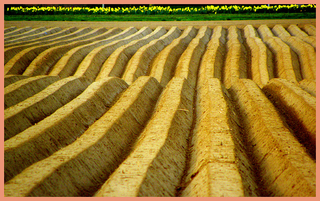 Corduroy field