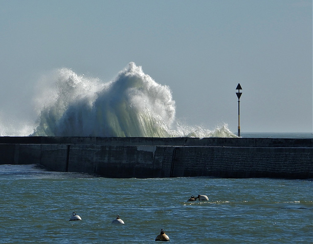 le chien assis,