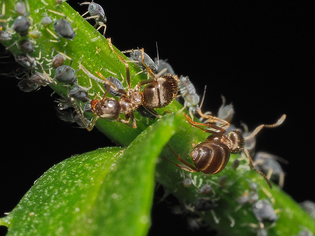 ants and aphis fabae