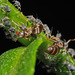 ants and aphis fabae