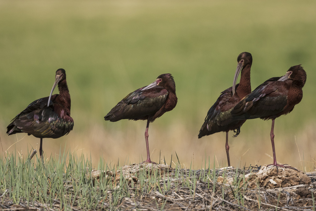 White-faced Ibis AWP 3884