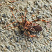 20221029 1964CPw [D~LIP] Amerikanische Kiefernwanze (Leptoglossus occidentalis) [Kiefern-Zapfenwanze], Bad Salzuflen